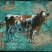 cow art, bovine art, farm, collage